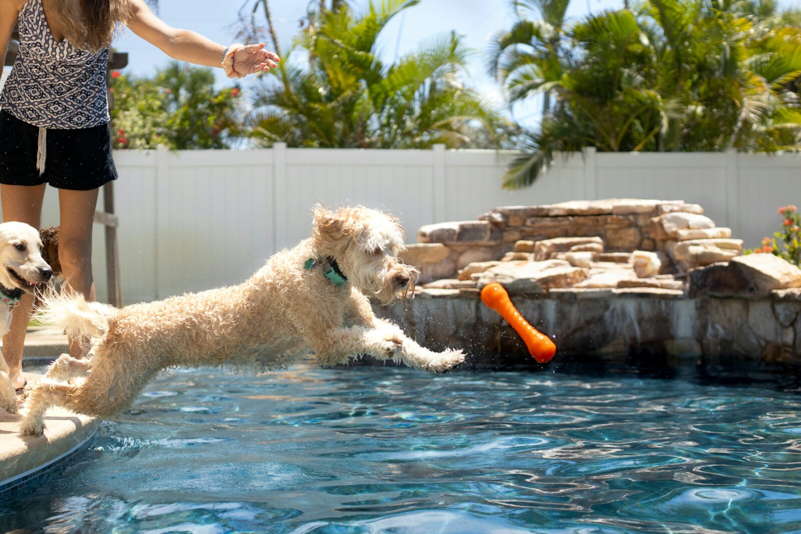 How to Rotate Dog Toys to Keep Playtime Exciting