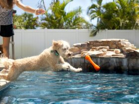 How to Rotate Dog Toys to Keep Playtime Exciting