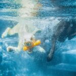 Best Water Toys for Dogs Who Love to Swim