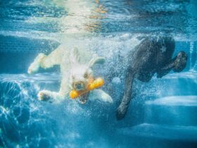 Best Water Toys for Dogs Who Love to Swim