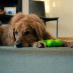 The Role of Toys in Alleviating Dog Anxiety and Stress