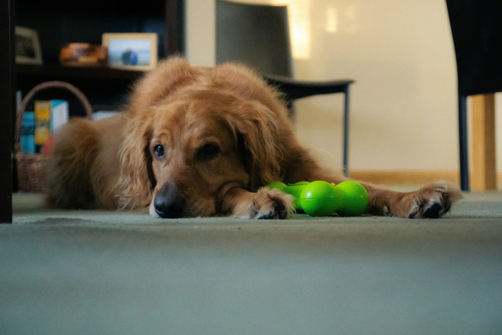 The Role of Toys in Alleviating Dog Anxiety and Stress