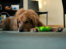 The Role of Toys in Alleviating Dog Anxiety and Stress