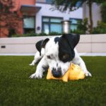 Squeaky Toys vs. Chew Toys: What’s Best for Your Dog?