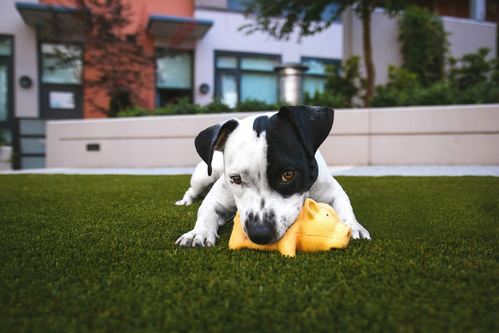 Squeaky Toys vs. Chew Toys: What’s Best for Your Dog?