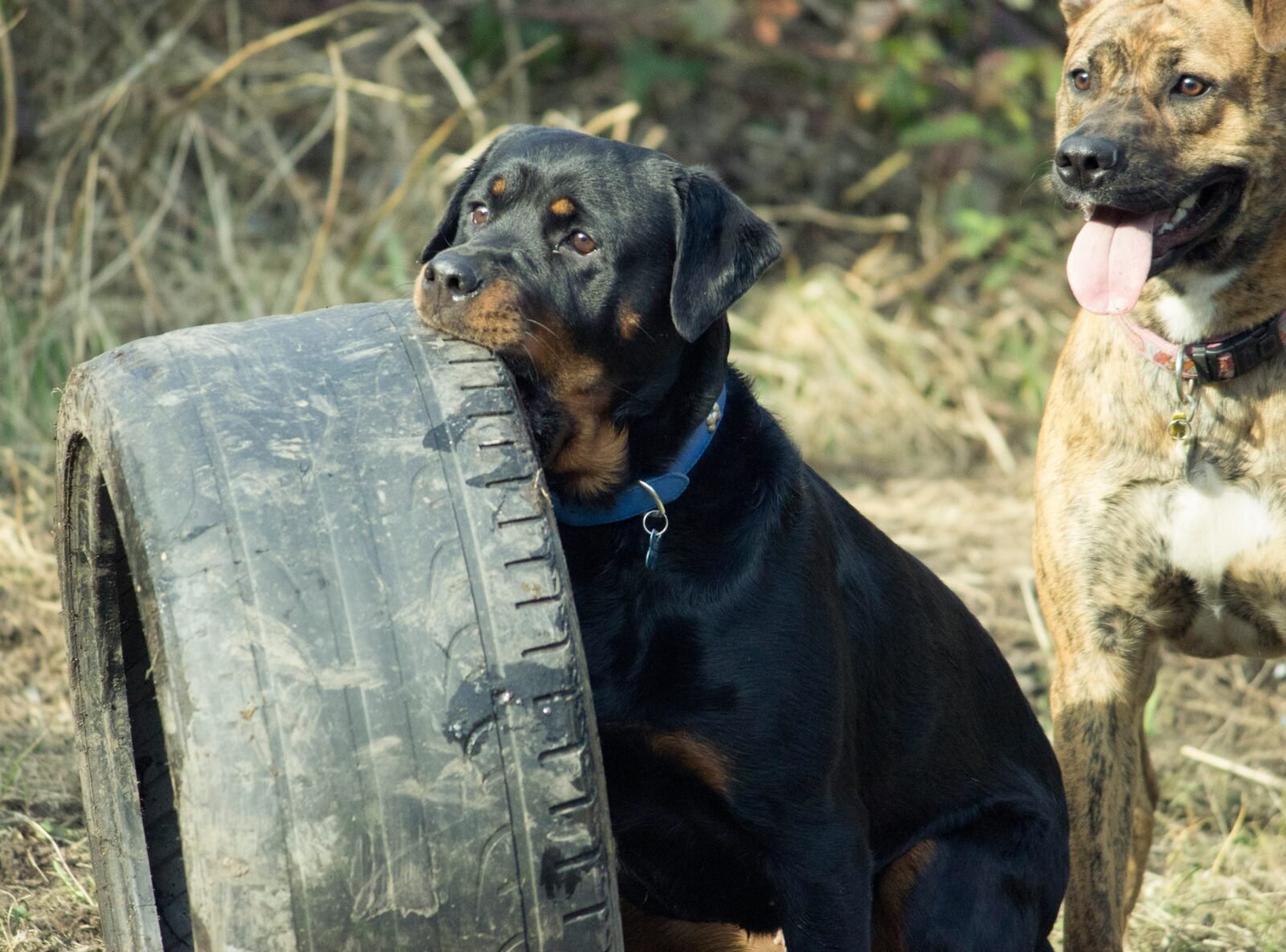 The Ultimate Guide to Choosing Safe Toys for Puppies