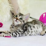 5 Reasons Cats Make Ideal Pets for Apartment Living | Expert Guide