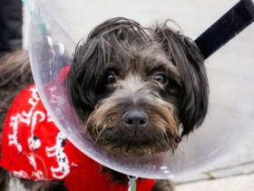 The Cone of Shame: Why Dog Cones are an Effective Treatment Tool