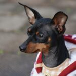 Miniature Pinscher Dog