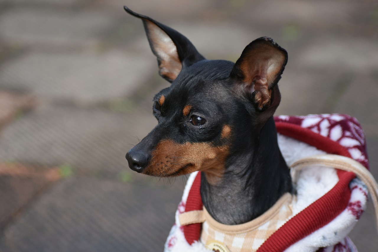 Miniature Pinscher Dog