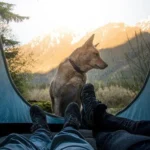 Camping with dogs