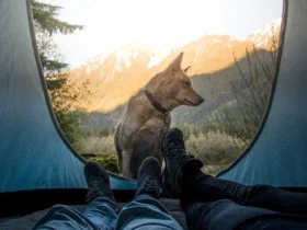 Camping with dogs