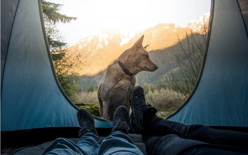 Camping with dogs