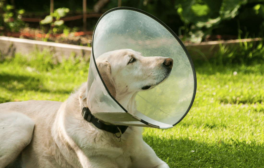 Dog cone