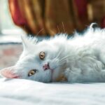 Could Your Cat Have Feline Vestibular Disease?