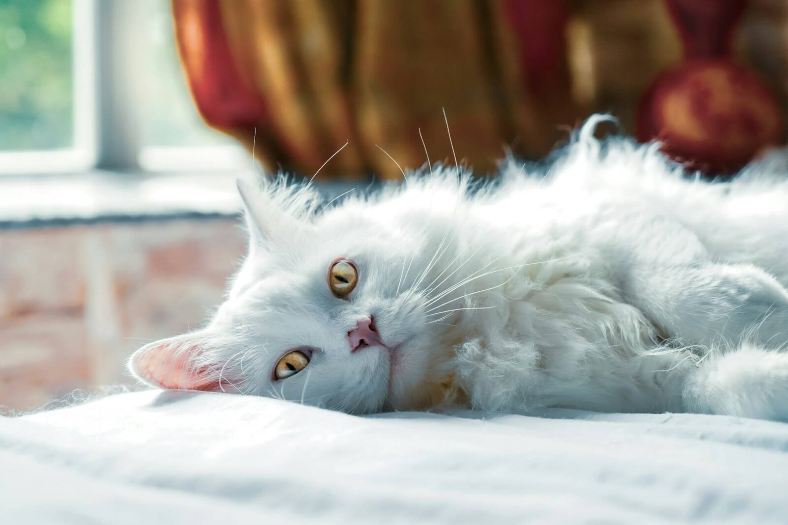 Could Your Cat Have Feline Vestibular Disease?