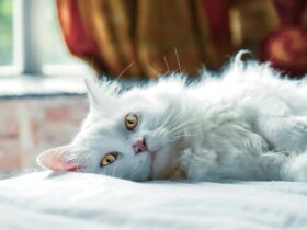 Could Your Cat Have Feline Vestibular Disease?