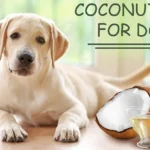 coconut oil for dogs