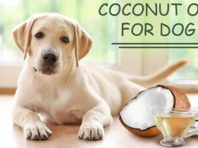 coconut oil for dogs