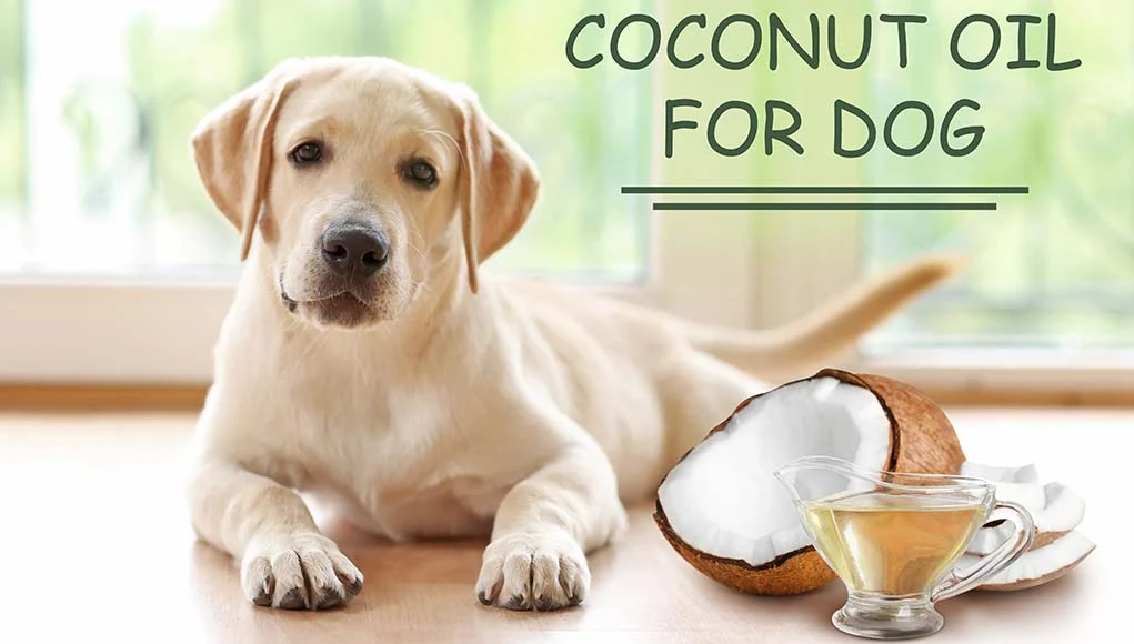 coconut oil for dogs