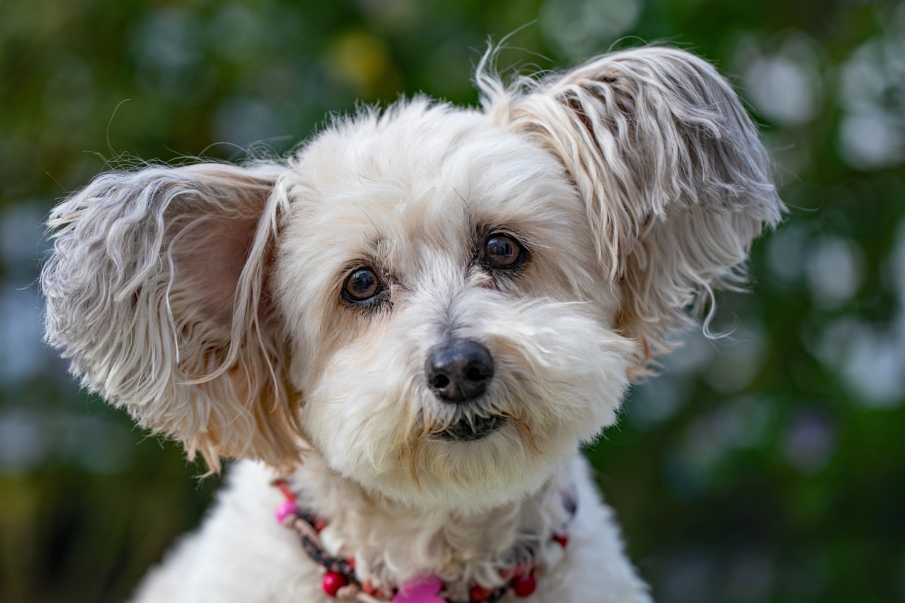 The Best Puzzle Toys to Keep Your Dog Mentally Stimulated