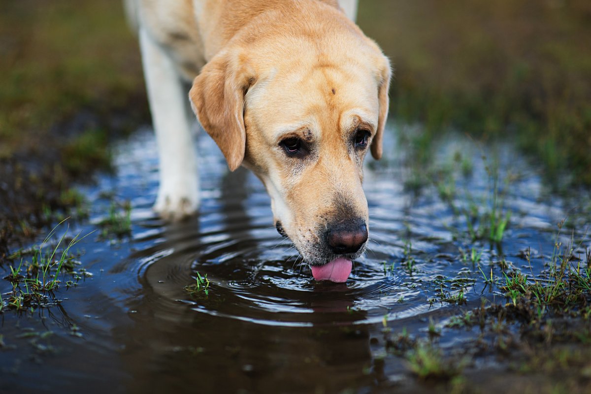 too hot dogd summer