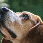 5 Reasons Nose Work Training for Your Dog May Be the Best Activity You Haven't Tried Together Yet