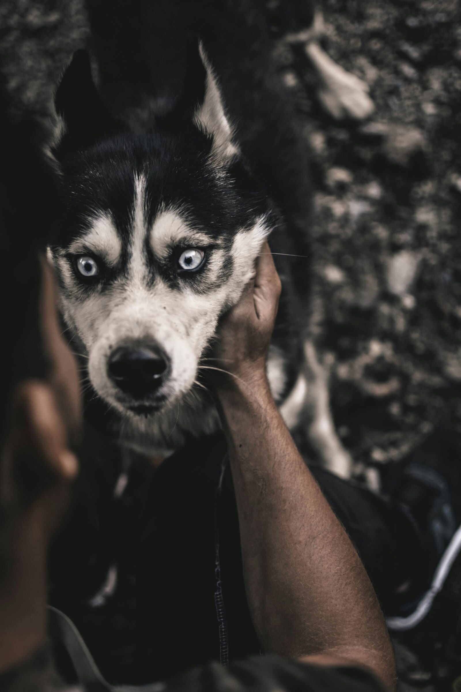 Indian Husky Dog Price - Everything You Need to Know