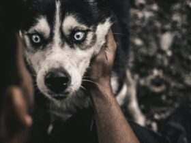 Indian Husky Dog Price - Everything You Need to Know