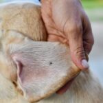 ticks on dogs