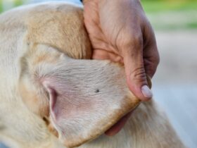 ticks on dogs