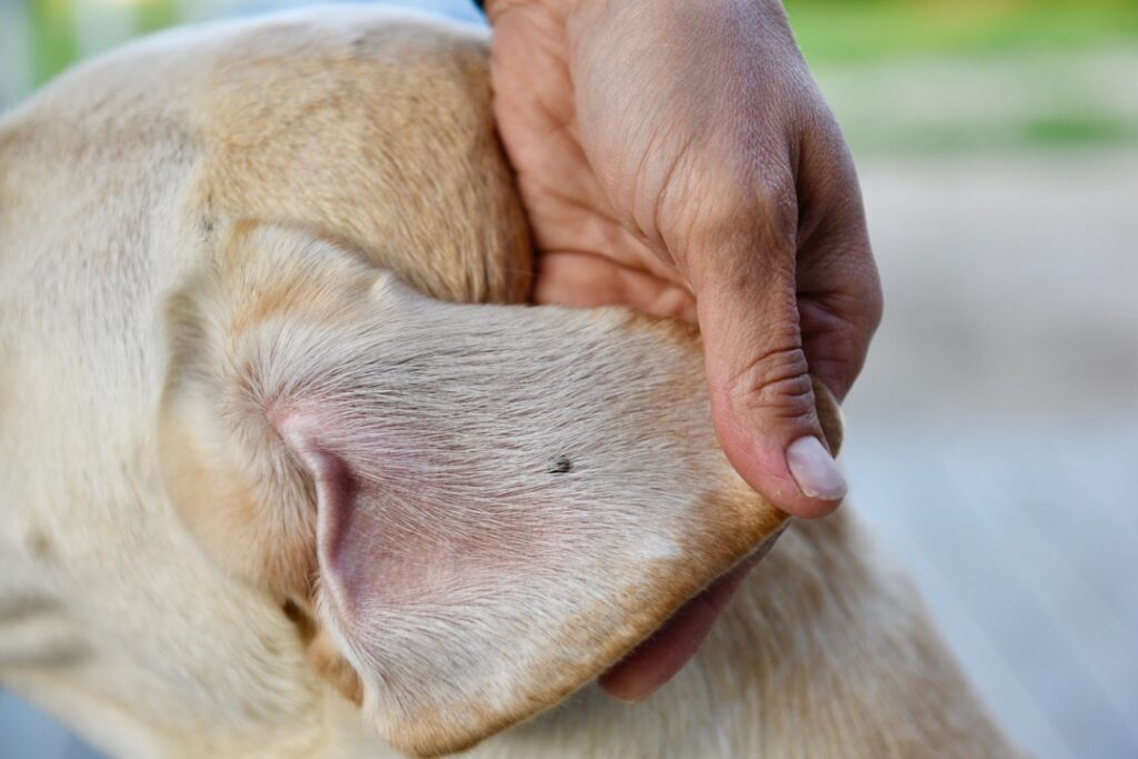 ticks on dogs