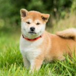 Shiba Dog Price