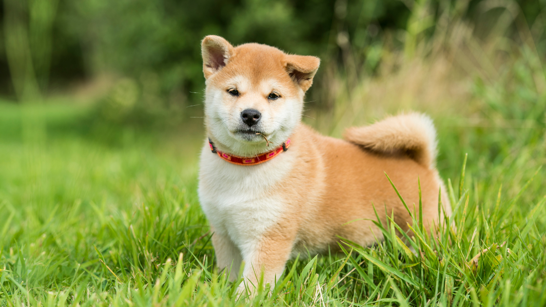 Shiba Dog Price