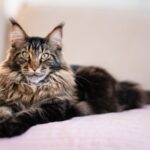 american maine coon cat