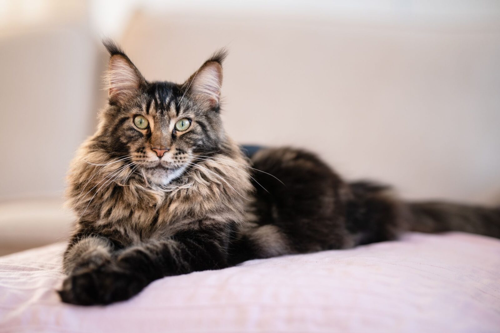 american maine coon cat