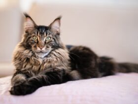 american maine coon cat