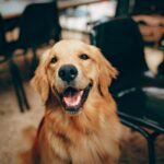 Golden Retriever Dog: A Comprehensive Guide to the Beloved Family Pet