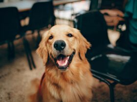 Golden Retriever Dog: A Comprehensive Guide to the Beloved Family Pet