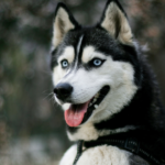 husky dog price in india