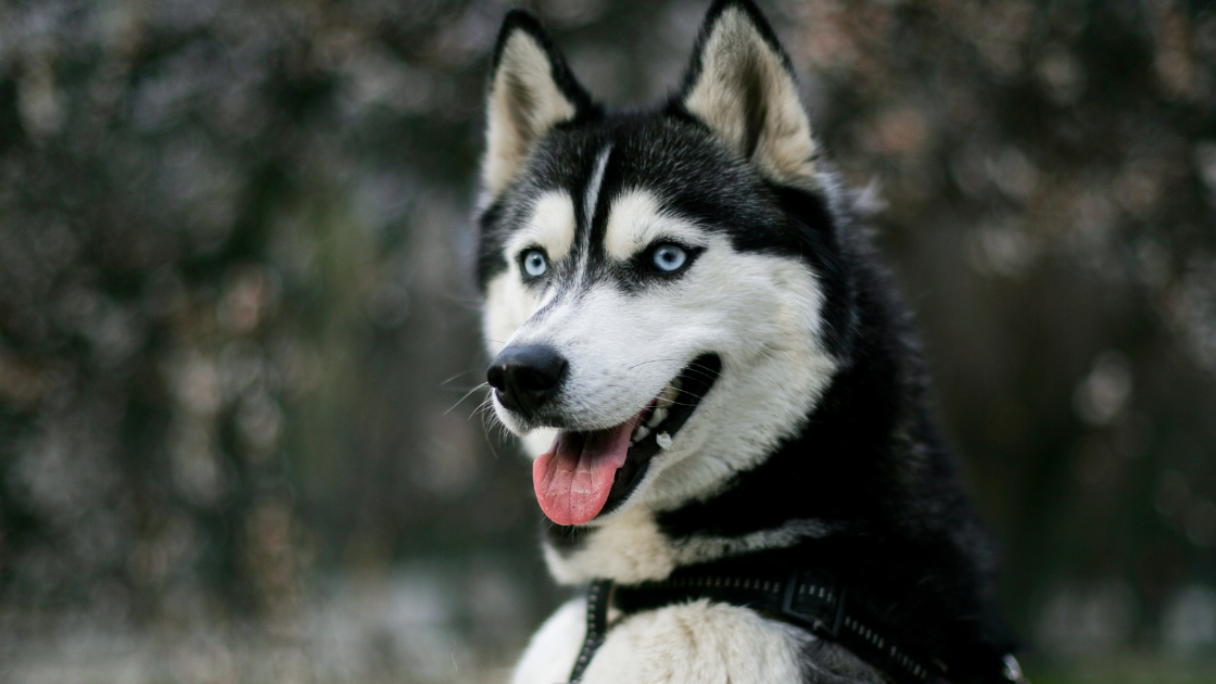 husky dog price in india