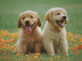 labrador retriever dog price