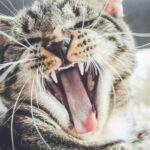 Most Common Behavioral Issues in Cats