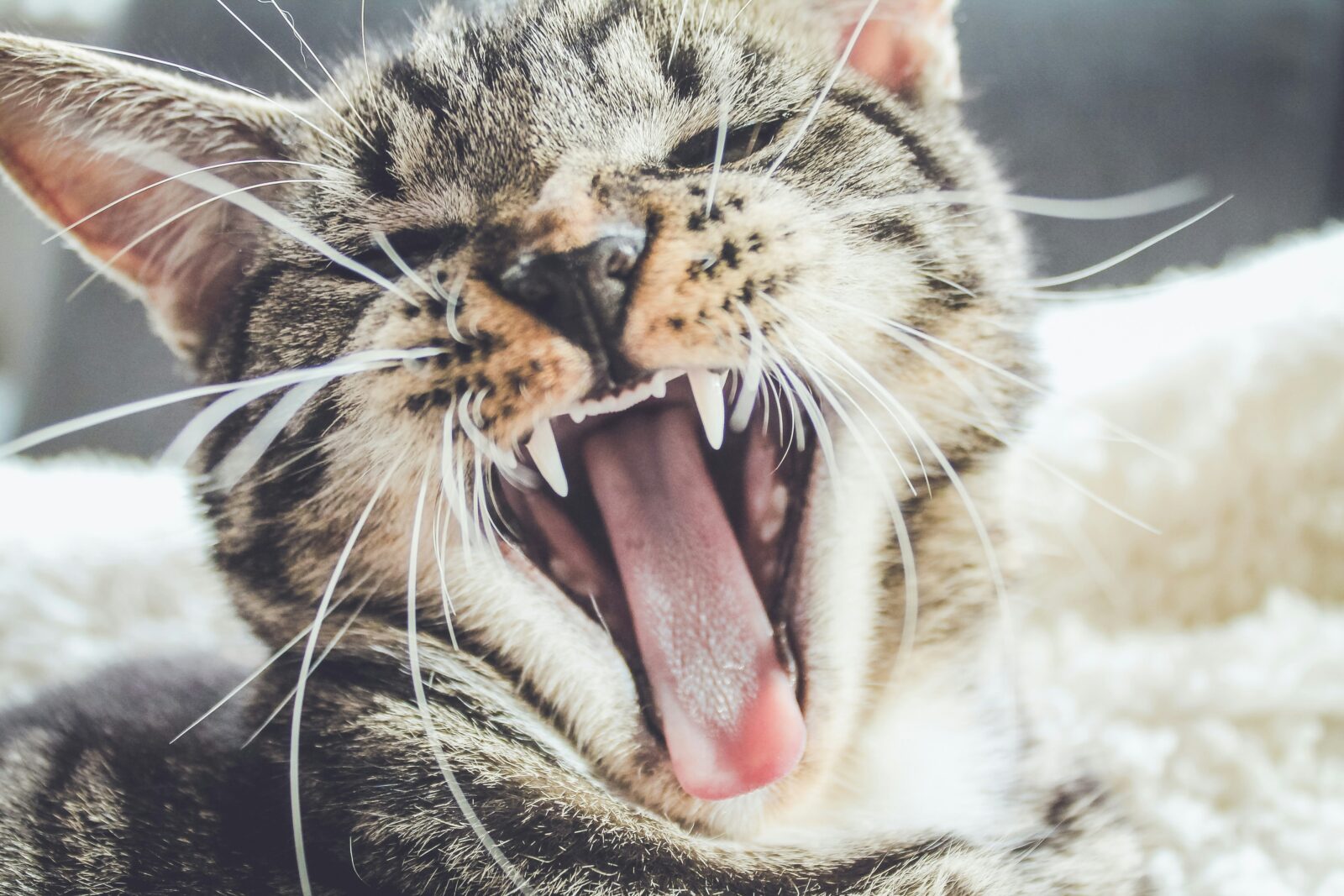 Most Common Behavioral Issues in Cats