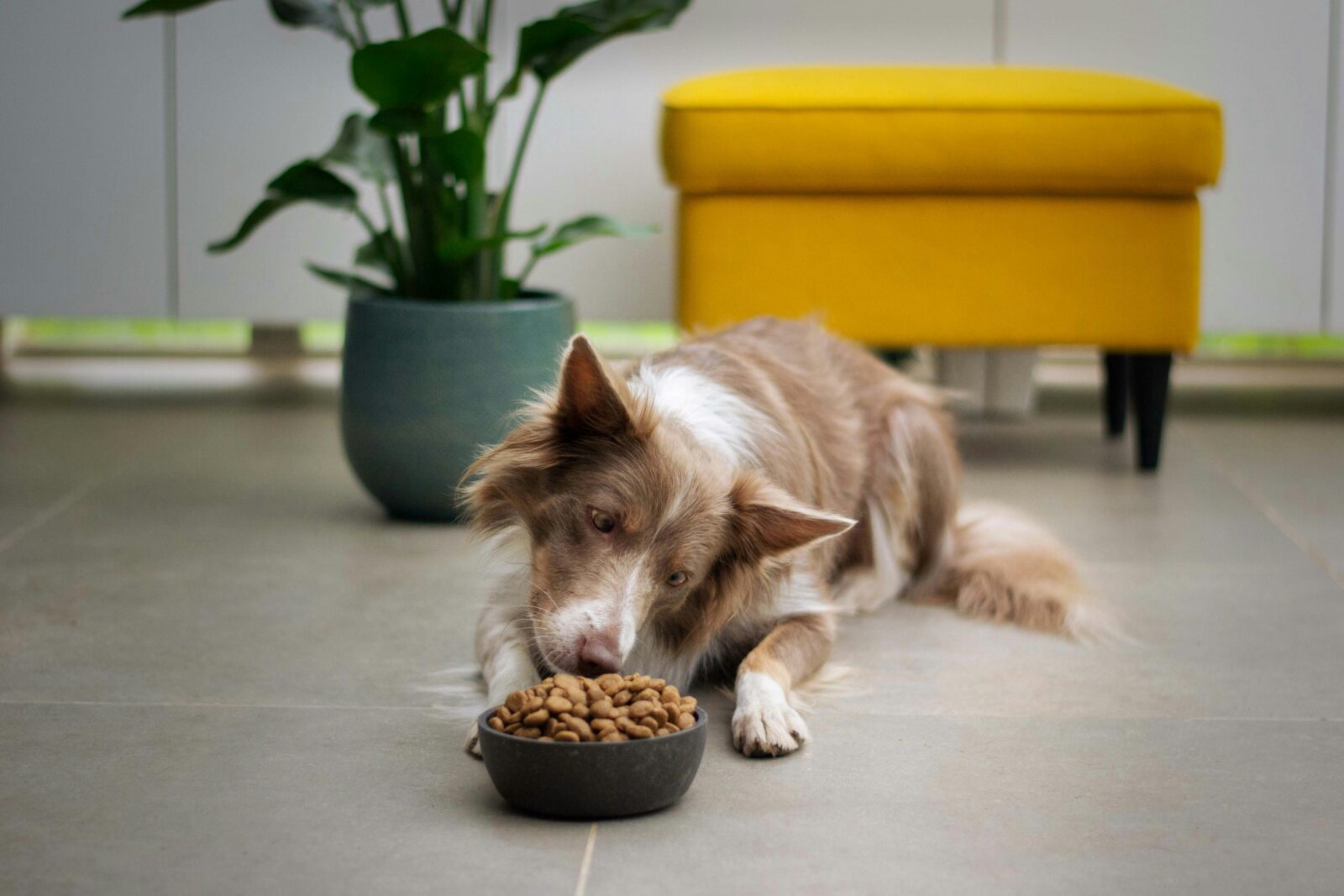 The Best Supplements for Your Pet: What Your Cat or Dog Needs