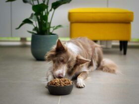 The Best Supplements for Your Pet: What Your Cat or Dog Needs