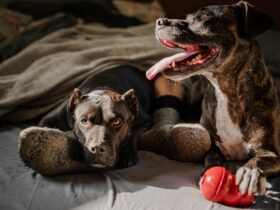 Why Your Dog Needs a Toy Box: Organizing Playtime