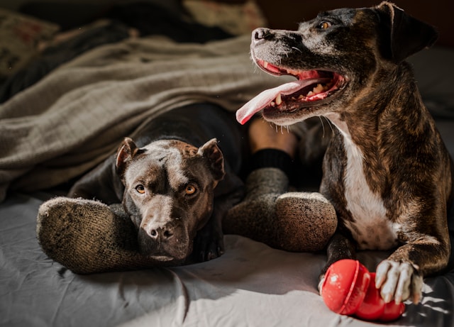 Why Your Dog Needs a Toy Box: Organizing Playtime