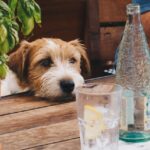 10 Toxic Human Foods Dogs Should Never Eat