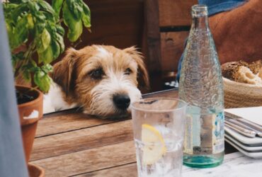 10 Toxic Human Foods Dogs Should Never Eat